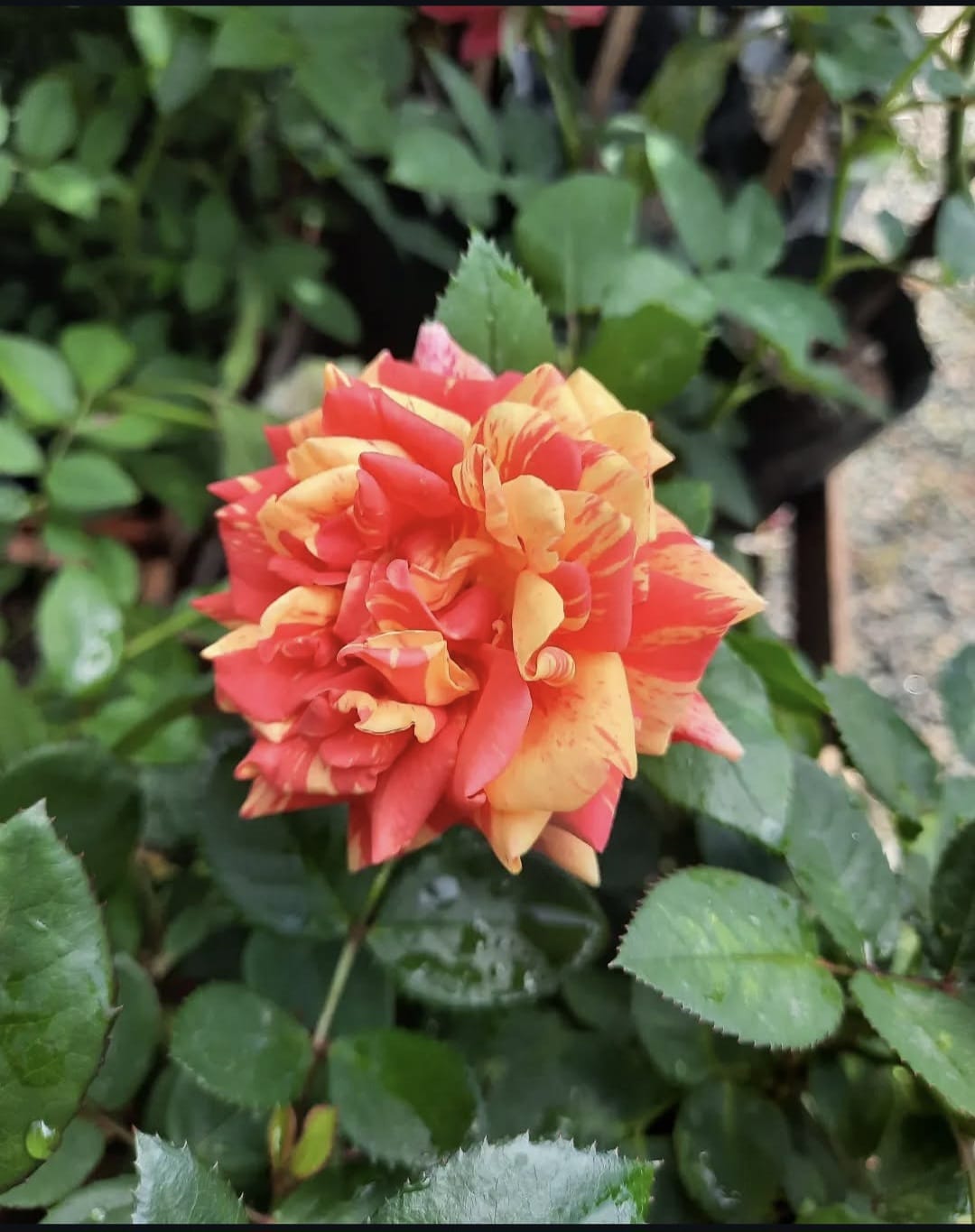 rosa colombiana laranja